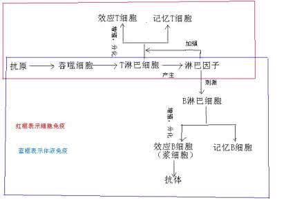 体液免疫的过程 体液免疫 体液免疫的过程是什么