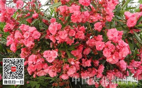 夹竹桃有毒吗 夹竹桃有毒吗 净化空气小能手夹竹桃有毒吗