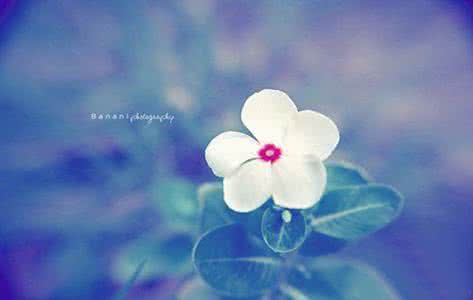 早安问好心语 早安心语：君若无我，问君怀抱向谁开？