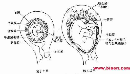 胎盘是怎么形成的图解 胎盘怎么形成的