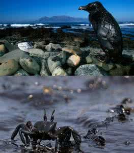 石油污染对海洋的危害 石油污染