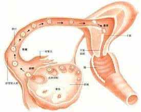 怎样自测排卵 排卵自测有哪些方法