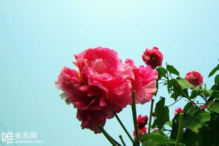 芙蓉花的养殖方法 芙蓉花的养殖方法 芙蓉花图片 芙蓉花怎么养 芙蓉花的养殖方法