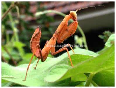 动物的婚配制度 动物婚配拾趣
