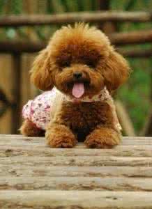 泰迪犬一般都吃什么 茶杯泰迪犬长什么样