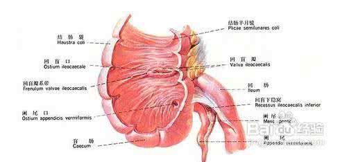 女性右下腹隐痛 右下腹痛 女性右下腹痛