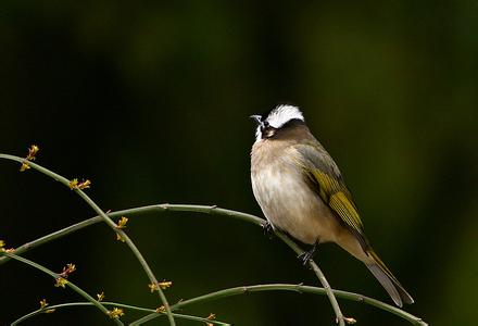 白头鹎多少钱一只 白头鹎