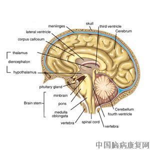 小脑萎缩按效果付费 一，脑血栓三付见效,脑萎缩有方可治