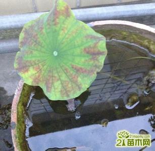 碗莲枯叶 碗莲枯叶(原因分析)
