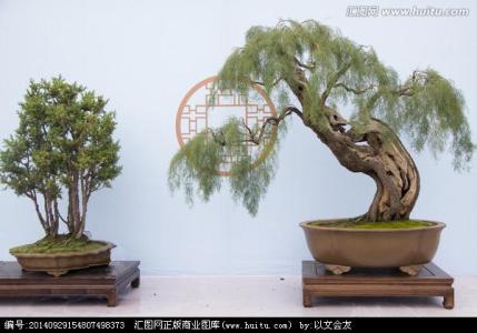 柳树盆景 柳树盆景-栽培管理