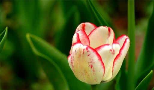 郁金香花期 郁金香花期 【郁金香花期】郁金香在什么时候开放