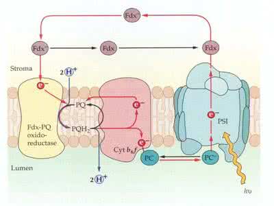光合电子传递链 光合电子传递