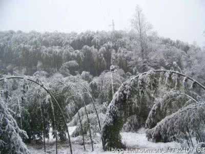 北京的冬天 飘着白雪 最美的冬天：要有绿竹，要有白雪