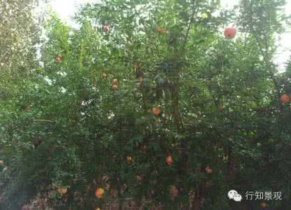 庭院种什么树风水好 要想庭院风水好,你该种种这些树!