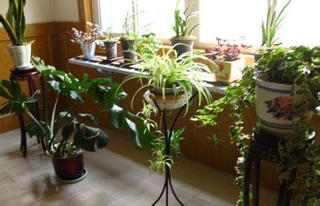 美化环境的植物 植物对环境的好处 环境的美化