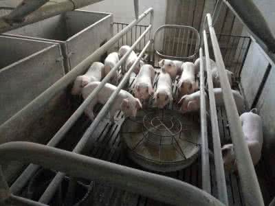 南阳石桥镇 南阳石桥养猪厂有仔猪 仔猪病死抬高肉价 养猪依赖抗生素导致疫苗失效