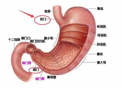 幽门螺杆菌感染与胃癌 幽门螺杆菌 胃癌 长期吃小米竟致肝癌、胃癌！常吃一味古老中药可杀死幽门螺杆菌