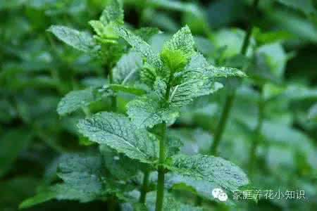 薄荷病虫害 薄荷病虫害 薄荷主要病虫害的防治办法