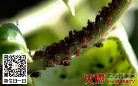 麦二叉蚜 茶树茶二叉蚜