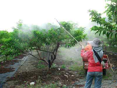 去除农药残留的方法 2分钟去掉农药