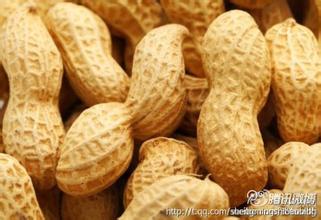 大益普洱茶 每天吃把花生有大益