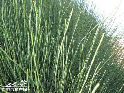 木贼草和麻黄草 木贼麻黄