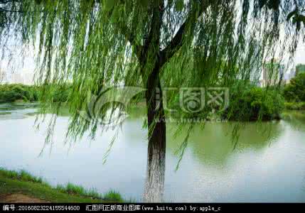 柳 风 晓风拂柳