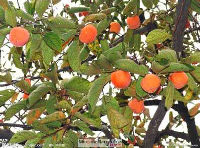 梦见柿子树 梦见柿子 梦见柿子 柿子树