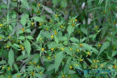 鬼针草图片大全 鬼针草的功效与作用