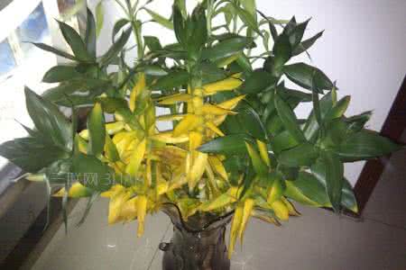 迎春花叶子发黄枯萎 迎春花叶子发黄的原因