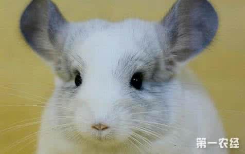 龙猫的画法 龙猫简单画法 【龙猫好养吗】养龙猫简单吗