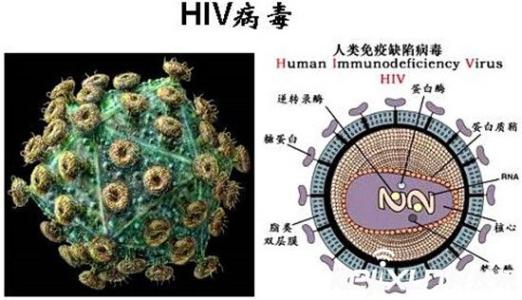 艾滋病毒抗原抗体检测 科学家分离出可有效杀灭艾滋病毒抗体