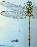 蜻蜓英语怎么说 蜻蜓英语怎么说读?