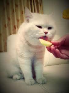 猫可以吃芒果吗 猫可以吃水果吗