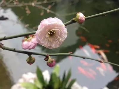 美好的邂逅 走进春天，邂逅每一份美好