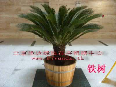 黑美人植物的养护方法 黑美人植物的养护方法 另类植物金琥的养护方法