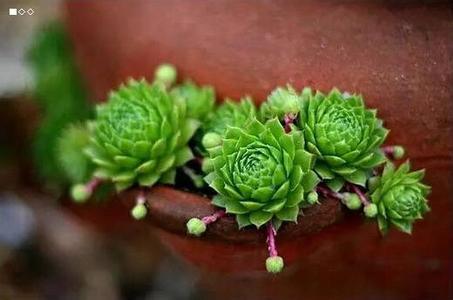 肉肉植物的养殖方法 肉肉植物的养殖方法 三种观花植物的养殖方法