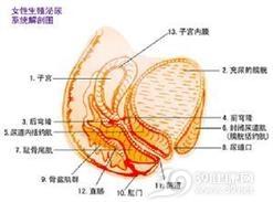 逆行射精有哪些病因 阴道痉挛 阴道痉挛的病因有哪些
