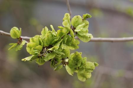 榆钱的功效与作用 榆钱