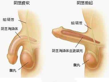 哪些原因导致掉头发 到底导致阳痿的原因有哪些