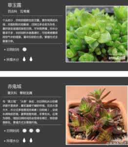 多肉植物日常养护 【家庭养花】18种多肉植物日常养护方法