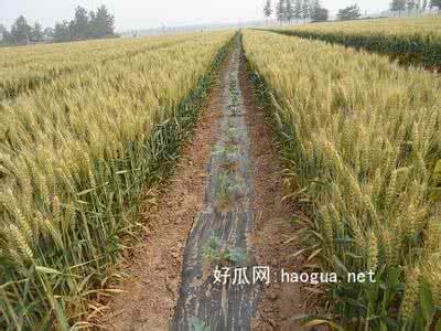 小麦高产栽培技术 小麦高产栽培的技术及综合配套措施