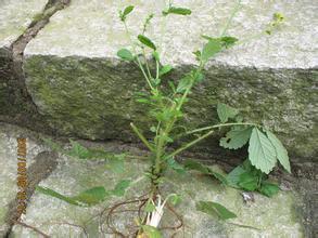 仙鹤草的功效与作用 仙鹤草图片 仙鹤草图片_仙鹤草的功效与作用