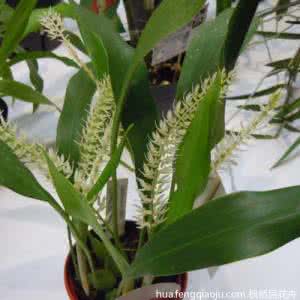 一叶兰的繁殖方法 一叶兰栽培 一叶兰的栽培