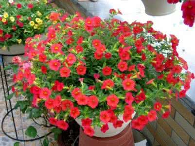 家居养花 家居养花：10种不用管也能长的非常好，真正的懒人植物！