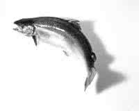 为什么河鱼比海鱼刺多 海鱼比河鱼营养更高