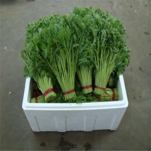 新鲜蔬菜如何保鲜 蔬菜保鲜库能保存多久 蔬菜怎么保存更新鲜？蔬菜的保鲜方法与技术