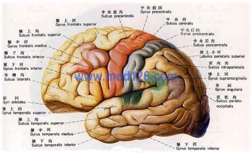 核糖体的组成成分 基底层的主要组成成分 端脑基底核由什么组成？