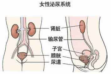 女性尿道感染的治疗 女性尿道感染 女性尿道感染的治疗与预防