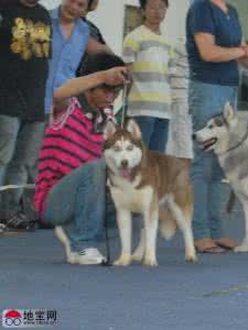 免费领养泰迪最新消息 警惕！“免费领养名犬”是假消息！